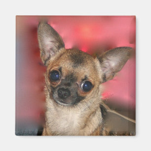 Chihuahua puppy blank magnet magneet
