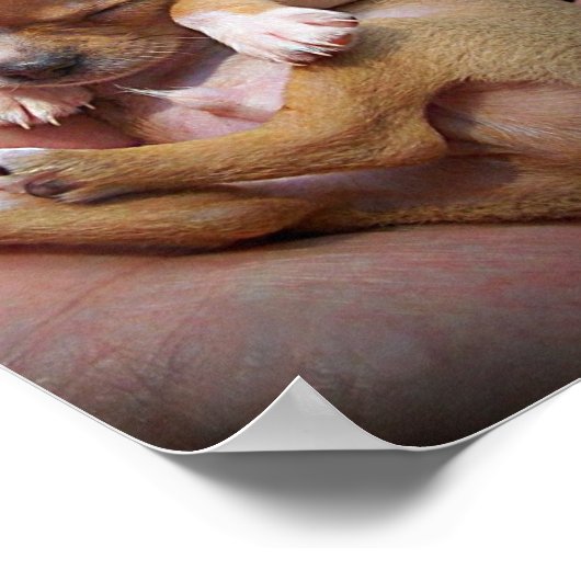 Chihuahua Puppy Blessing Poster (Hoek)