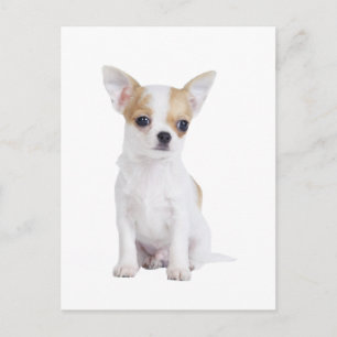 Chihuahua puppy briefkaart
