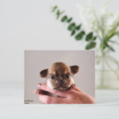 Chihuahua Puppy Briefkaart (Staand voorkant)