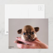 Chihuahua Puppy Briefkaart (Voorkant / Achterkant)