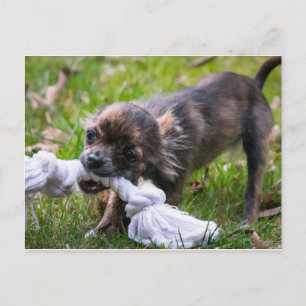 Chihuahua puppy briefkaart
