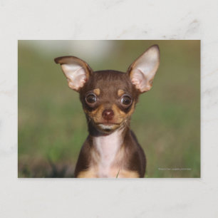 Chihuahua Puppy die naar camera kijkt Briefkaart