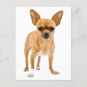 Chihuahua Puppy Dog Blank Greeting Post Card Briefkaart
