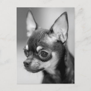 Chihuahua Puppy Dog Post Kaart
