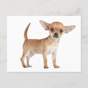 Chihuahua Puppy Dog Post Kaart