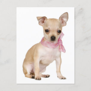 Chihuahua Puppy Dog Post Kaart