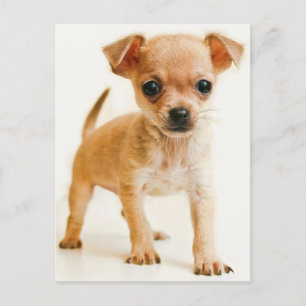 Chihuahua Puppy Dog Post Kaart