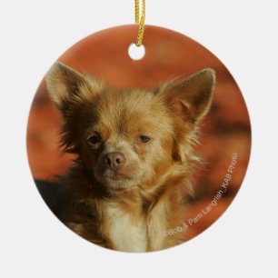 Chihuahua Puppy Headshot Keramisch Ornament
