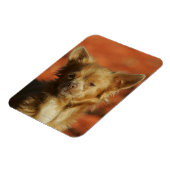 Chihuahua Puppy Headshot Magneet (Linkerzijde)