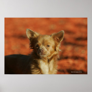 Chihuahua Puppy Headshot Poster