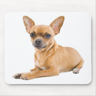 Chihuahua Puppy Hond Canine Muismat