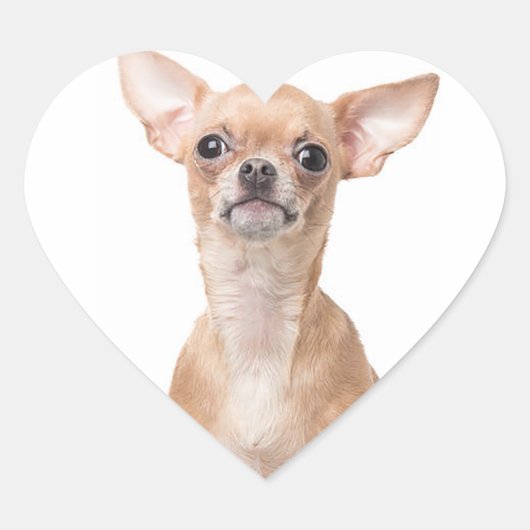 Chihuahua Puppy Hond Hart Sticker (Voorkant)
