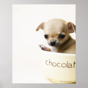 Chihuahua puppy in bowl (gehakt) poster