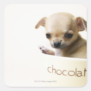 Chihuahua puppy in bowl (gehakt) vierkante sticker