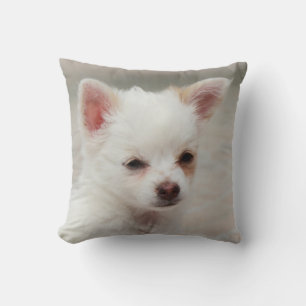 Chihuahua puppy in een tuin kussen