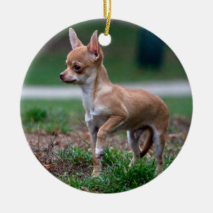 Chihuahua Puppy Keramisch Ornament