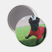 Chihuahua puppy magneet (Voorkant / Achterkant)