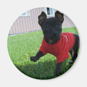 Chihuahua puppy magneet