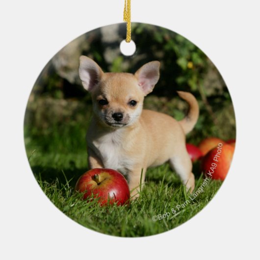 Chihuahua Puppy met appels Keramisch Ornament (Achterkant)