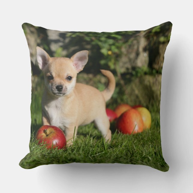 Chihuahua Puppy met appels Kussen (Voorkant)