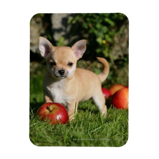 Chihuahua Puppy met appels Magneet (Verticaal)