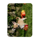 Chihuahua Puppy met appels Magneet (Verticaal)