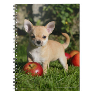 Chihuahua Puppy met appels Notitieboek