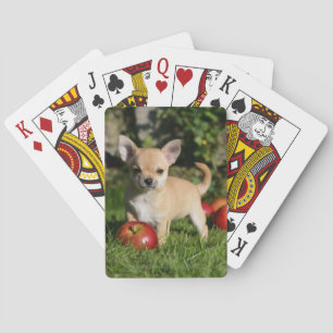 Chihuahua Puppy met appels Pokerkaarten