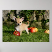 Chihuahua Puppy met appels Poster (Voorkant)
