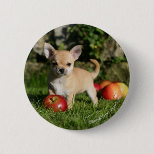Chihuahua Puppy met appels Ronde Button 5,7 Cm