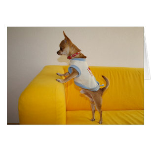 Chihuahua puppy op gele sofa