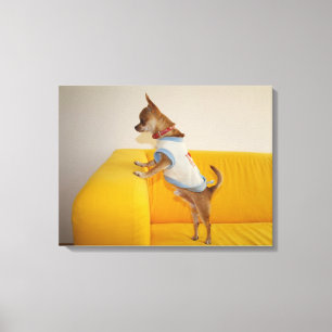 Chihuahua puppy op gele sofa canvas afdruk