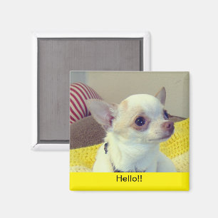 Chihuahua Puppy Portretmagneet Magneet