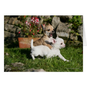 Chihuahua Puppy Pplay