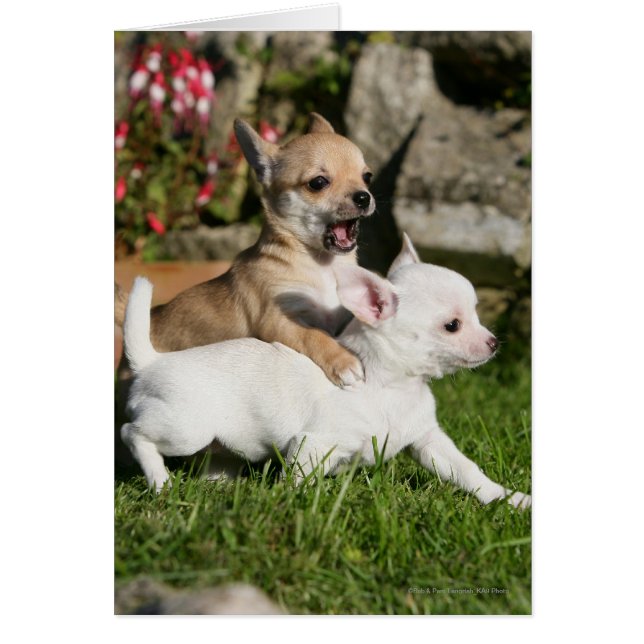 Chihuahua Puppy Pplay (Voorkant)