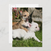 Chihuahua Puppy Pplay Briefkaart (Voorkant / Achterkant)