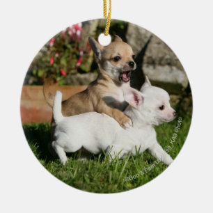 Chihuahua Puppy Pplay Keramisch Ornament