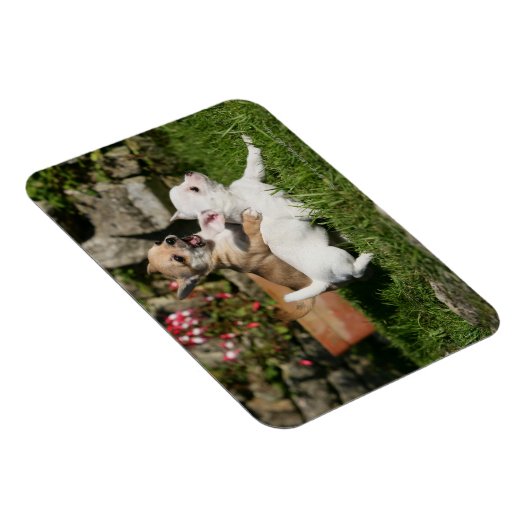 Chihuahua Puppy Pplay Magneet (Rechterzijde)