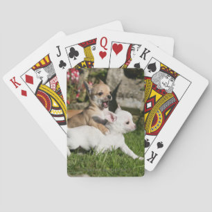 Chihuahua Puppy Pplay Pokerkaarten