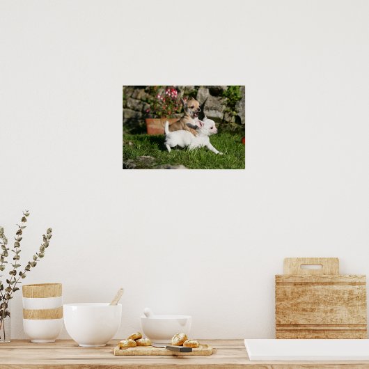 Chihuahua Puppy Pplay Poster (Keuken)