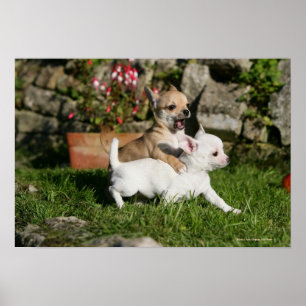 Chihuahua Puppy Pplay Poster