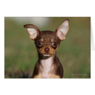 Chihuahua Puppy regarde l'appareil photo