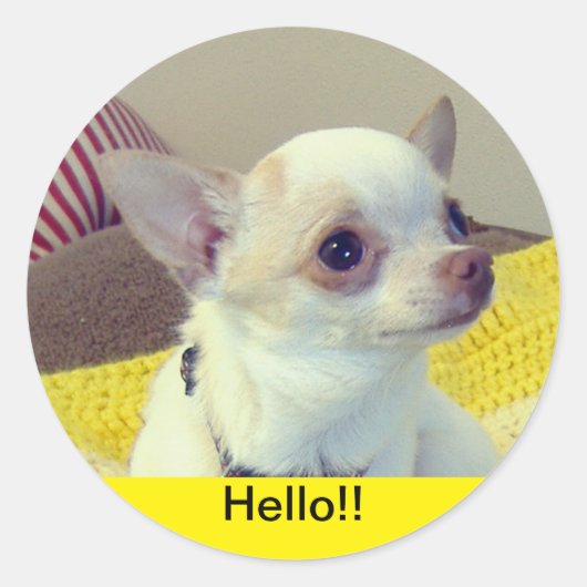 Chihuahua Puppy Ronde Sticker (Voorkant)
