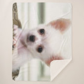 CHIHUAHUA PUPPY SHERPA DEKEN (Voorkant)