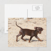 Chihuahua Puppy Walking Briefkaart (Voorkant / Achterkant)