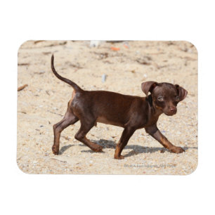 Chihuahua Puppy Walking Magneet