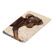 Chihuahua Puppy Walking Magneet (Linkerzijde)