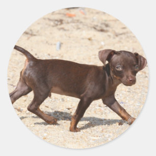 Chihuahua Puppy Walking Ronde Sticker