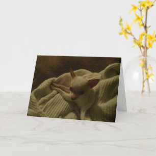 Chihuahua Puppy Wenskaart Kaart